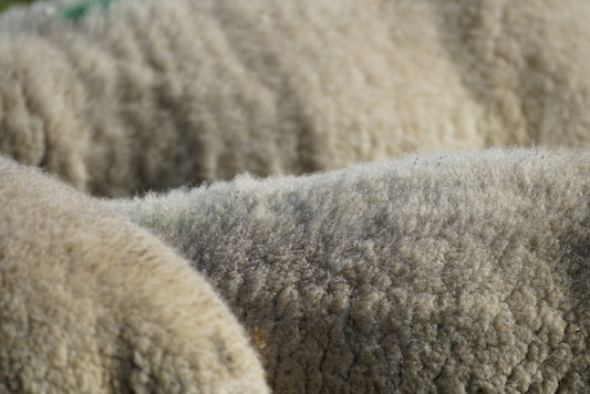 MAH: The Rise of Wool in Ancient Civilizations