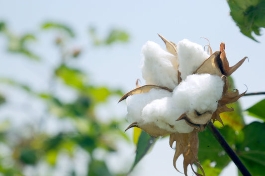 MAH: Cotton and the Global Revolution